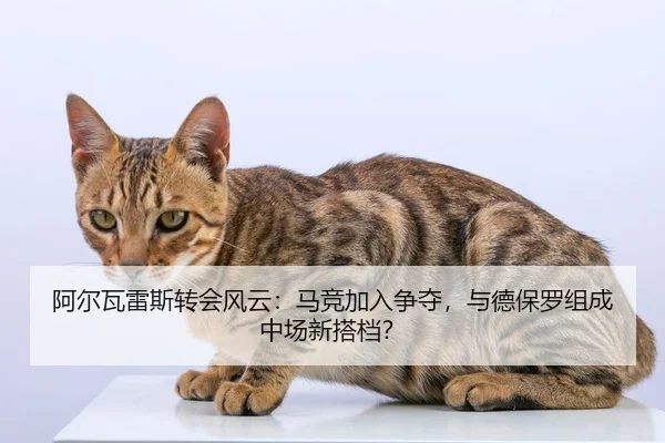 a-er-wa-lei-si-zhuan-hui-feng-yun-ma-jing-jia-ru-zheng-duo-yu-de-bao-luo-zu-cheng-zhong-chang-xin-da-dang-2-554.jpg