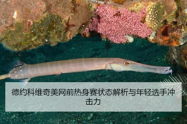 de-yue-ke-wei-qi-mei-wang-qian-re-shen-sai-zhuang-tai-jie-xi-yu-nian-qing-xuan-shou-chong-ji-li-3-120.jpg